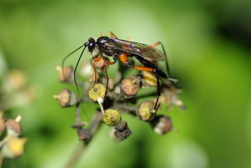Exetastes calobatus